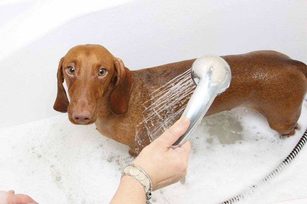 Как часто можно мыть собаку: сколько надо купать, почему нужно шампунем, нельзя