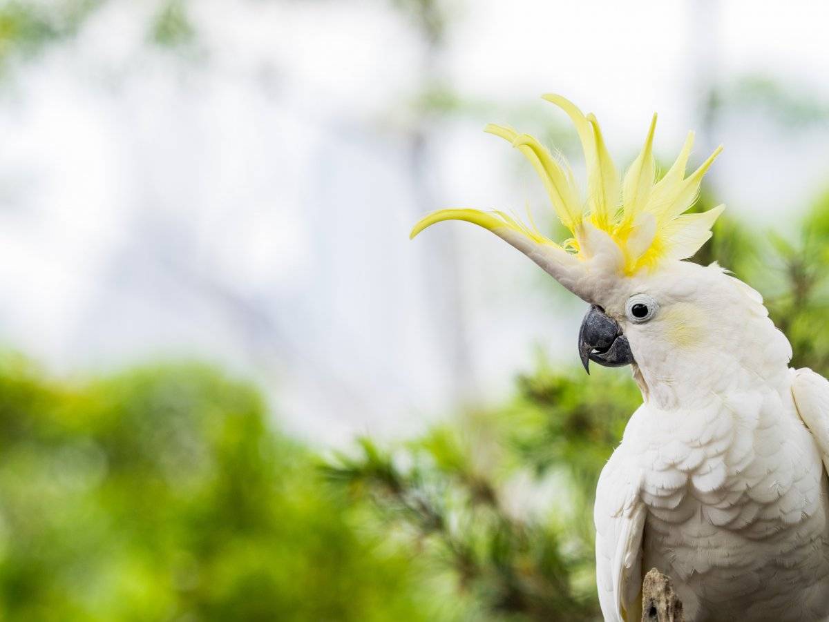 23 самых больших , красивых и дорогих попугаев мира