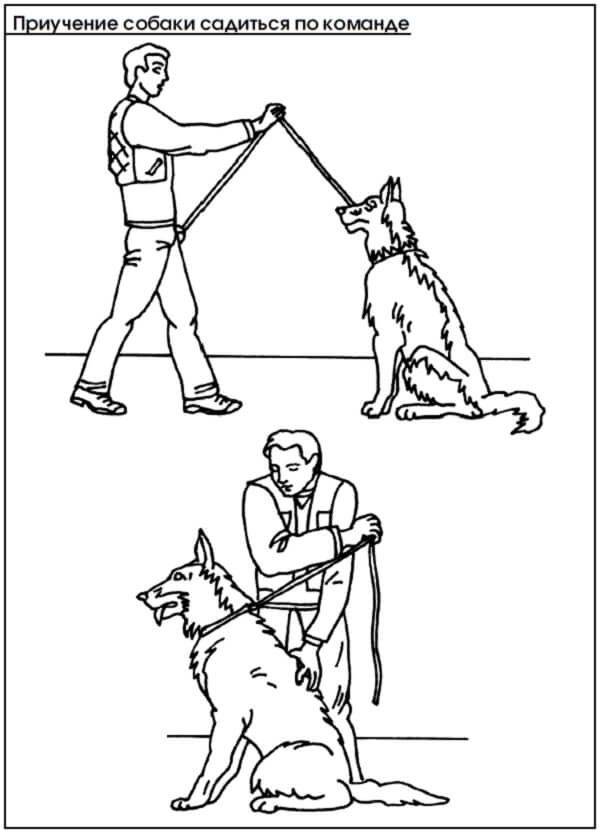 Учим собаку команде "дай лапу". несколько простых способов