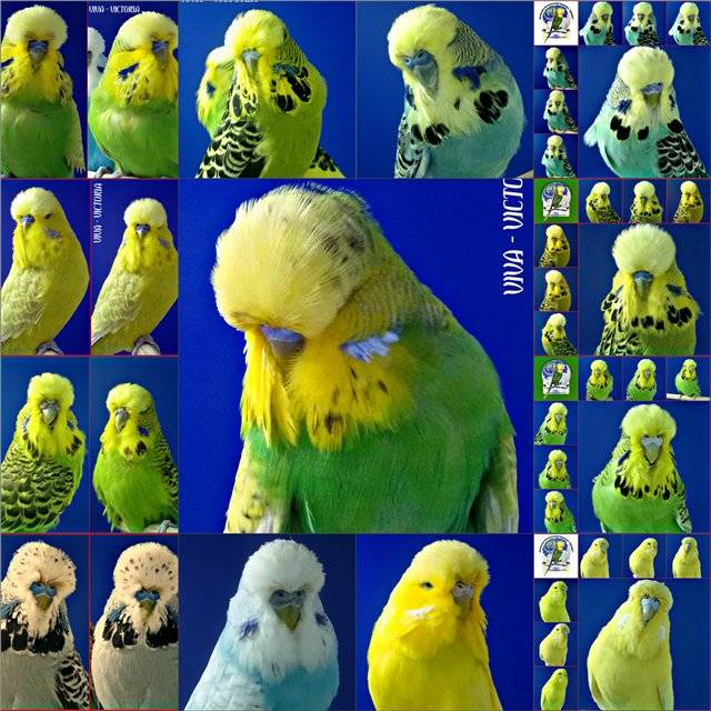 Попугай чех или выставочный волнистый попугай
