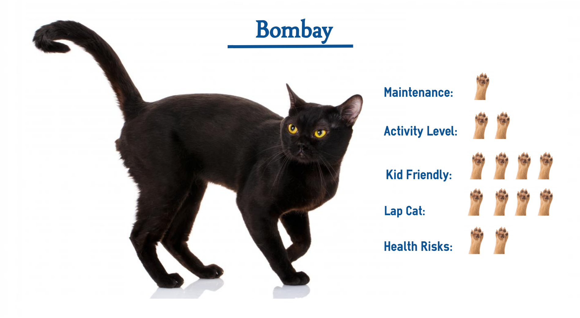 Бомбейская кошка - история возникновения, поведение и характер, особенности ухода и питания, отзывы
