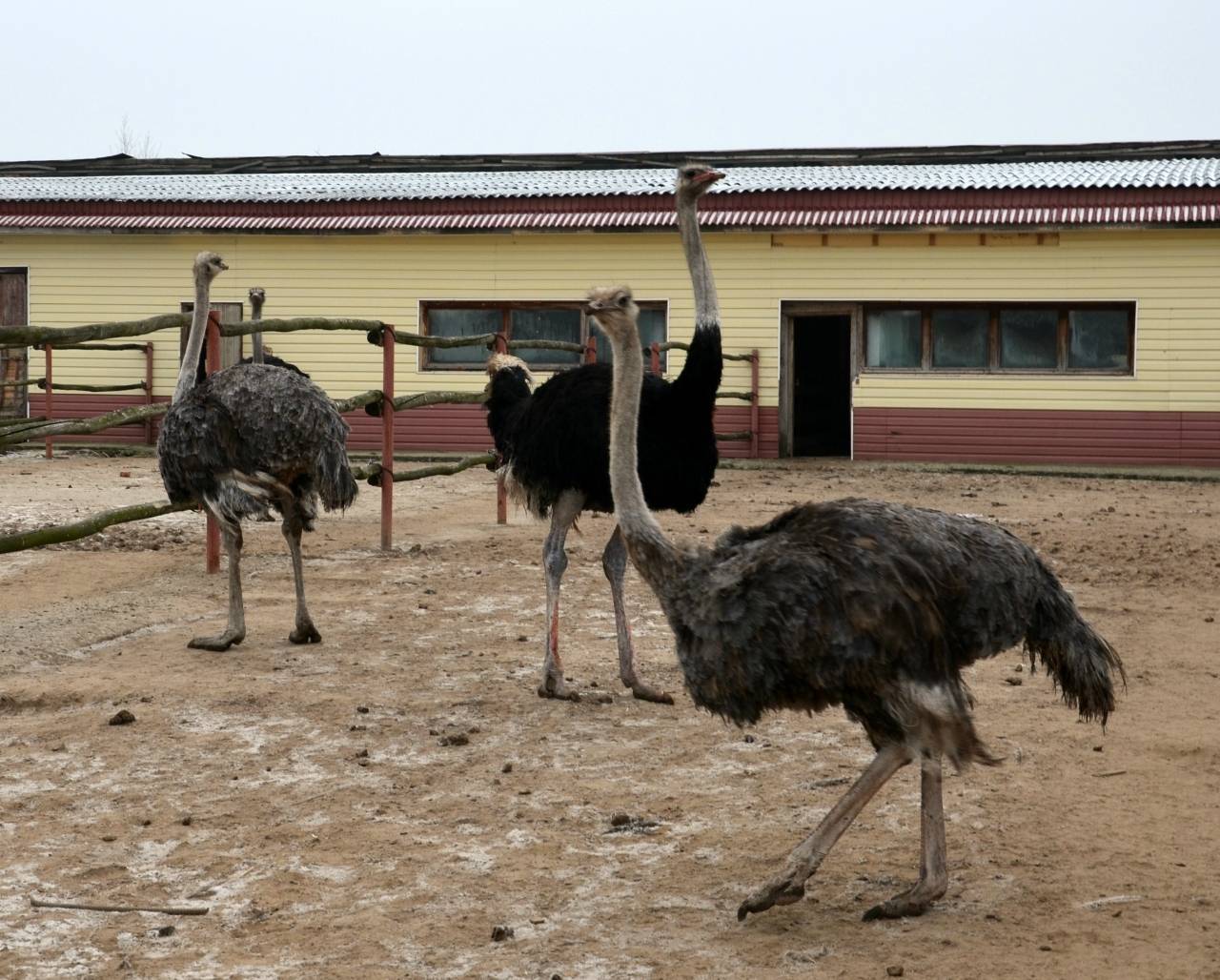 Сколько можно заработать на разведении страусов?