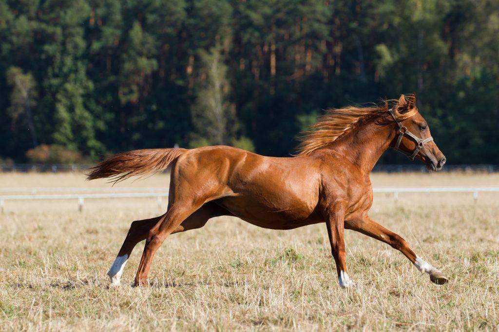 Максимальная и средняя скорость лошади при беге
