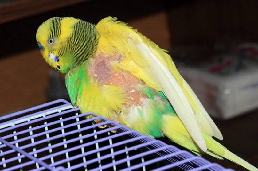 Почему у попугая выпадают перья из хвоста и крыльев