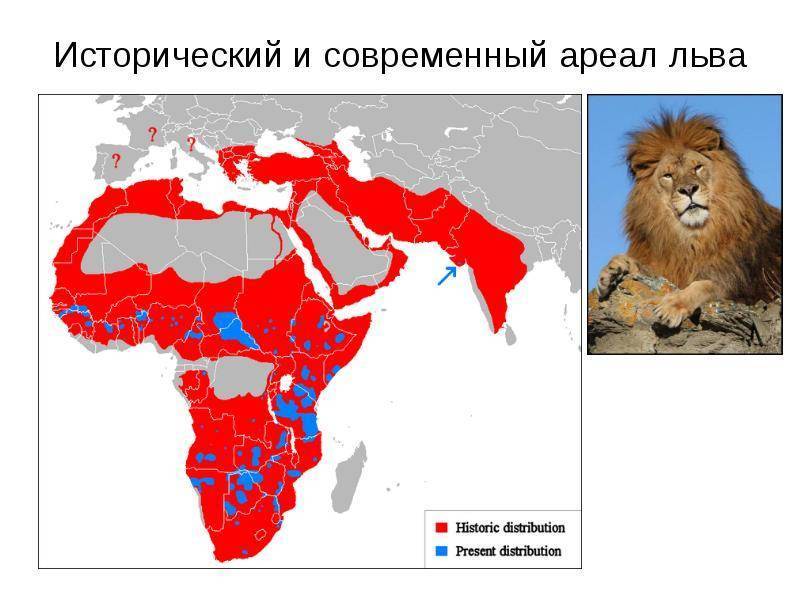 Лев (panthera leo), отряд – carnivora, семейство – felidae. описание, питание, образ жизни львов