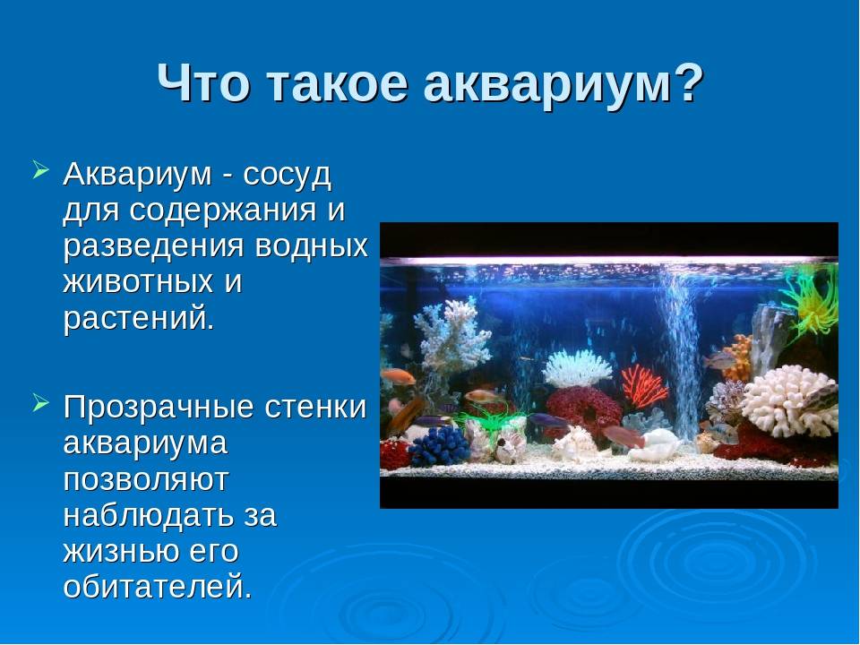 Лабиринтовые аквариумные рыбки, живущие без аэрации: виды, перечень с фото