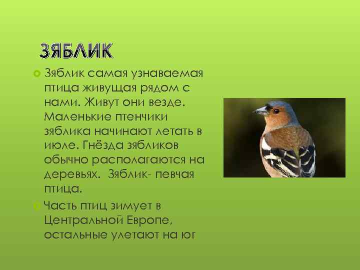 Зяблик птица. образ жизни и среда обитания зяблика
