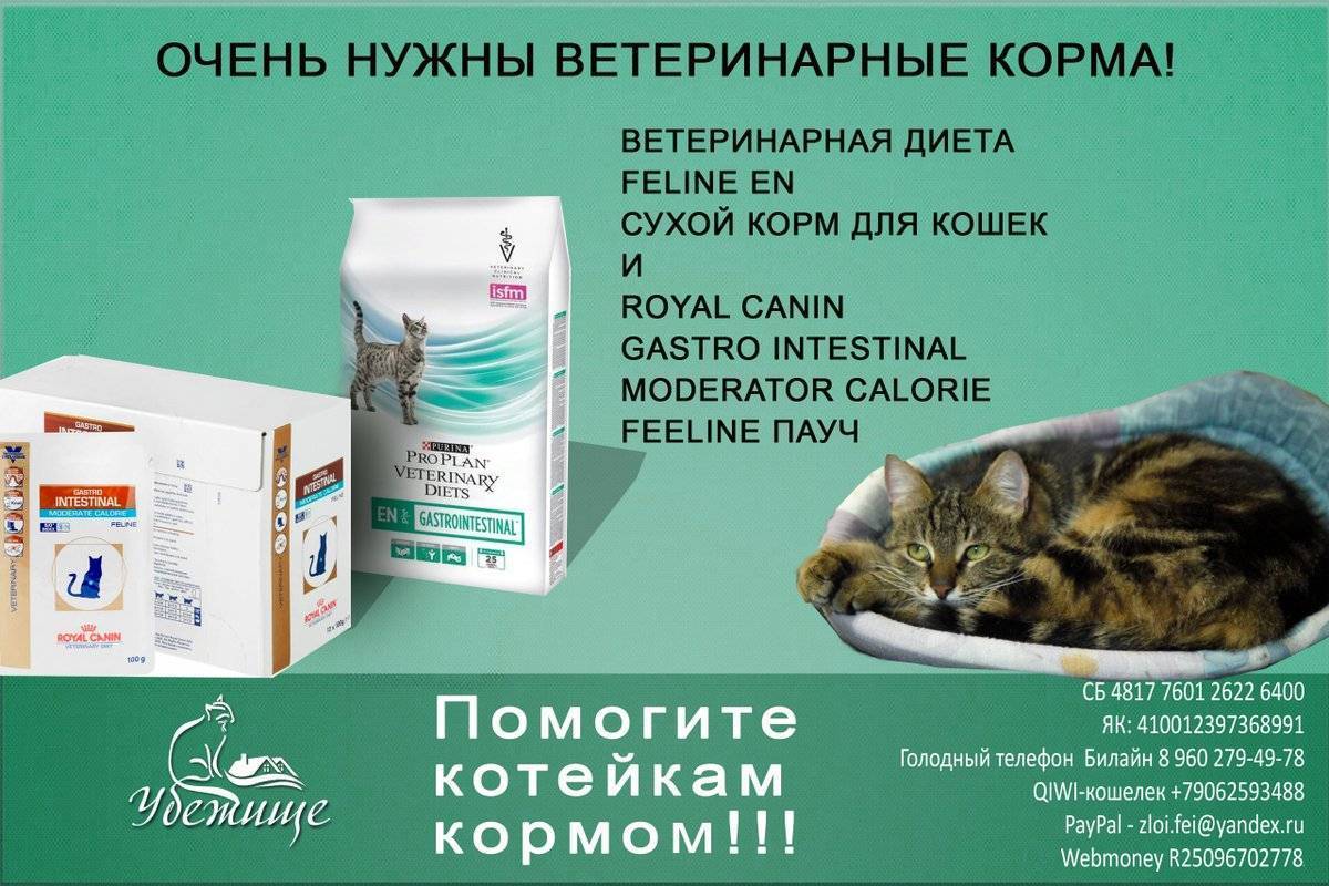 Какие корма для кошек рекомендуют ветеринары: обзор кормов, рейтинг, составы, советы по выбору - animallist.ru