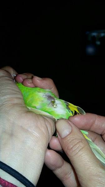 Умер попугай: причины гибели, как пережить смерть питомца и где его похоронить