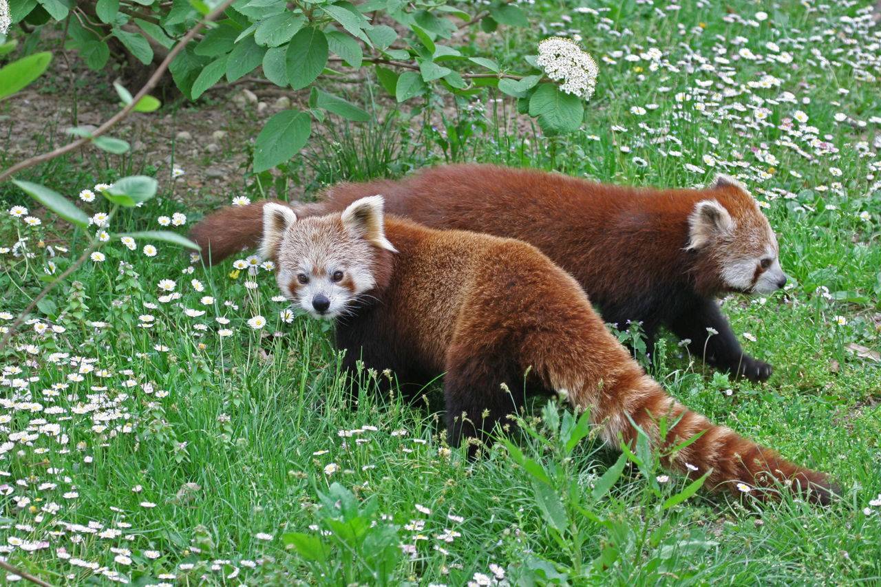 Красная панда (фото): миниатюрный огненный «медвежонок»