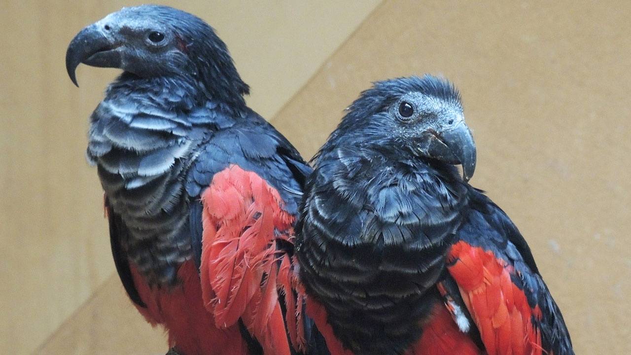 Все о самых общительных домашних птицах — попугаях корелла