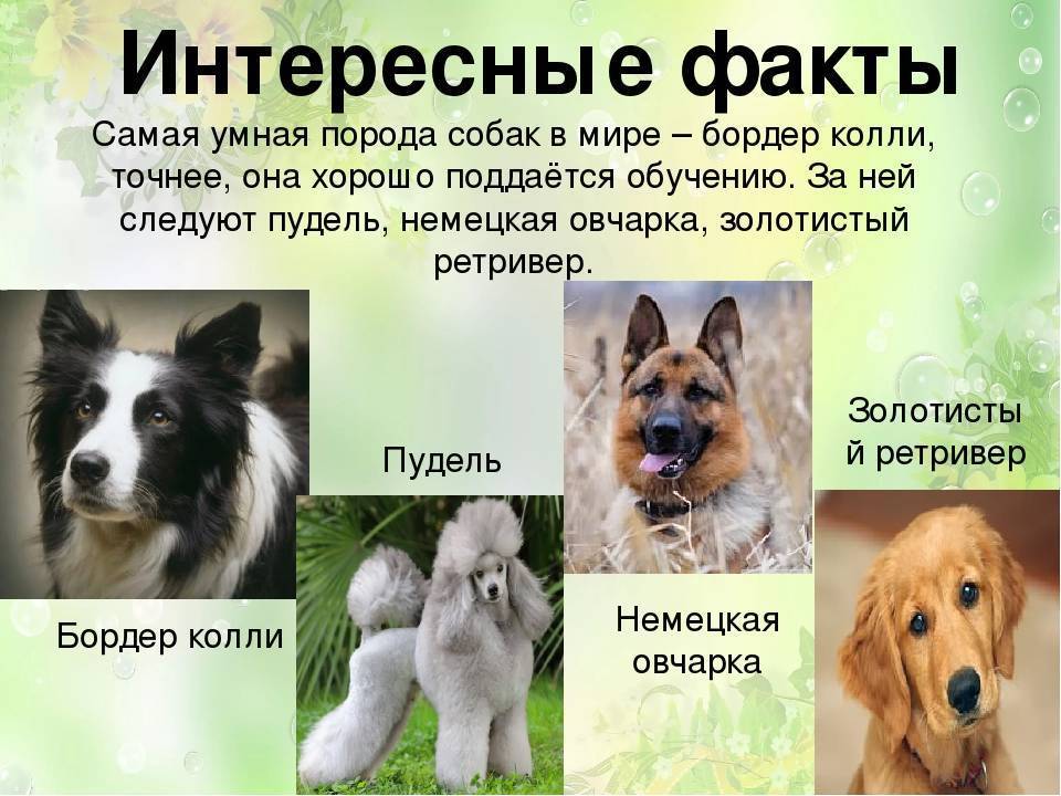 Самые распространенные породы собак, подробная информация о породе с фотографиями и описанием