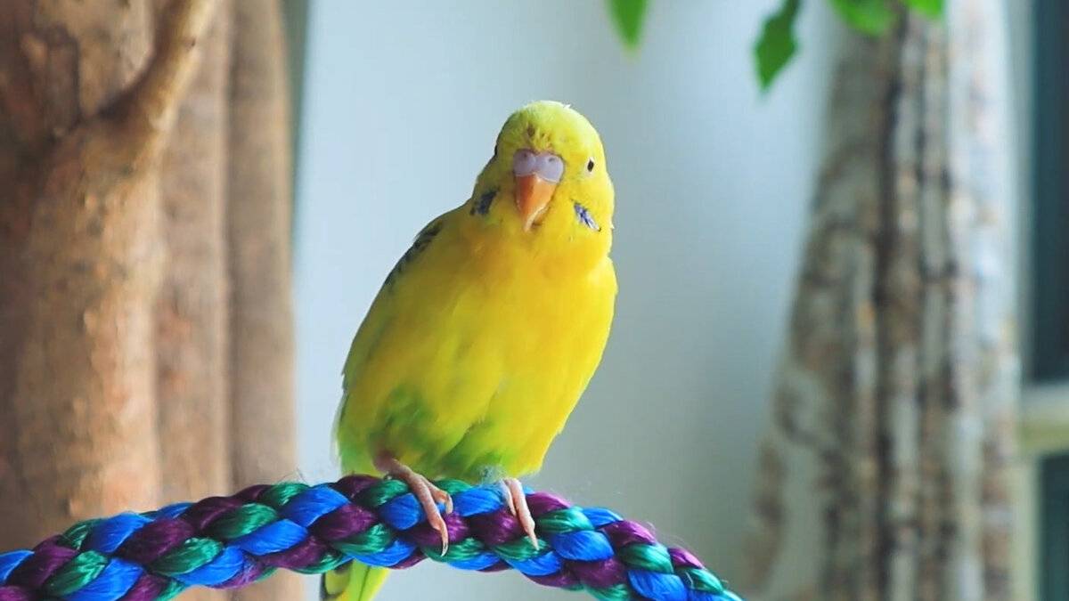 Как научить волнистого попугая разговаривать — 7 шагов