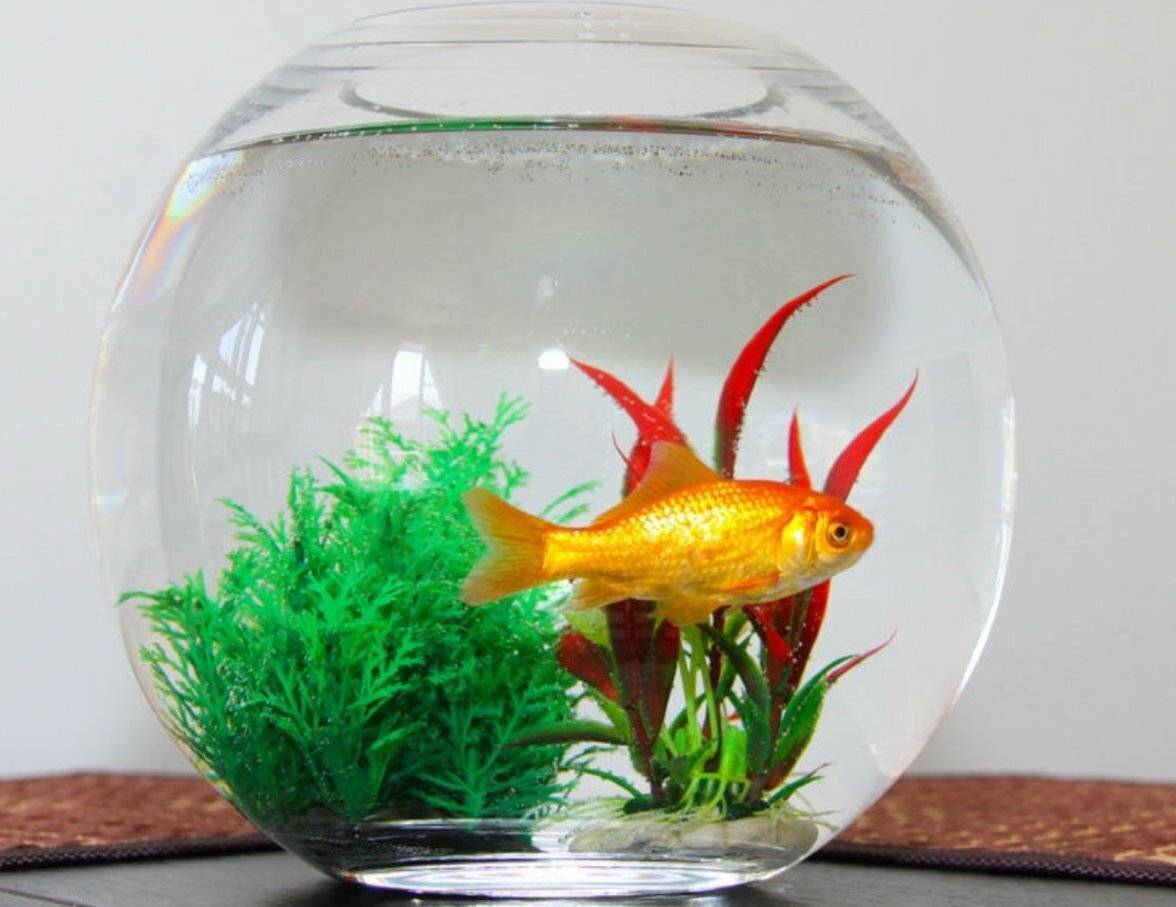 Золотые рыбки — украшение аквариума