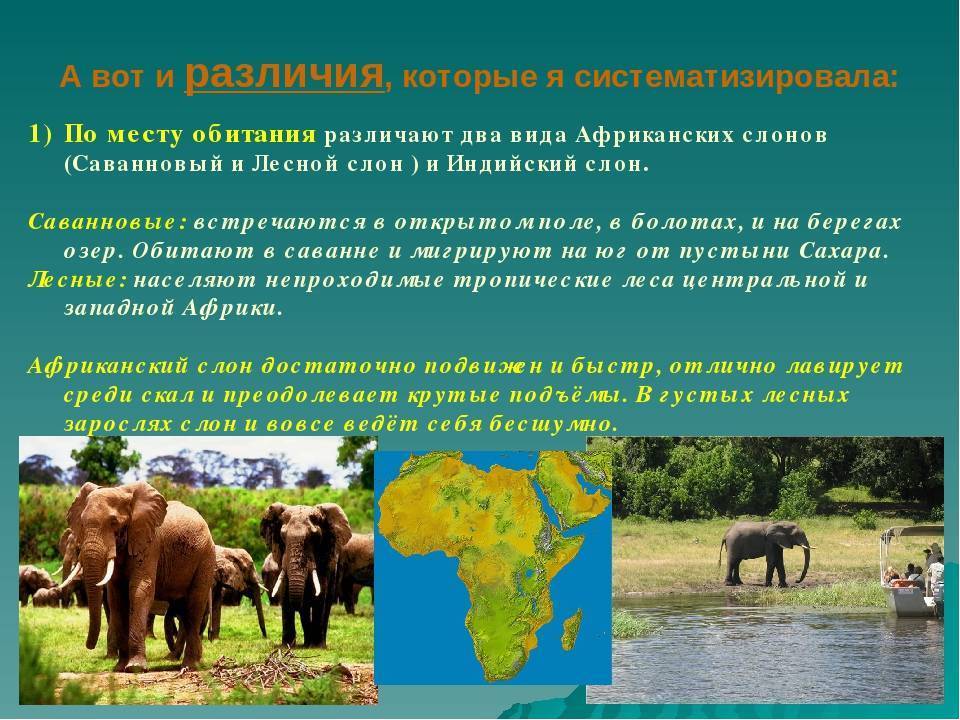 Виды слонов. описание, названия и фото видов слонов | животный мир