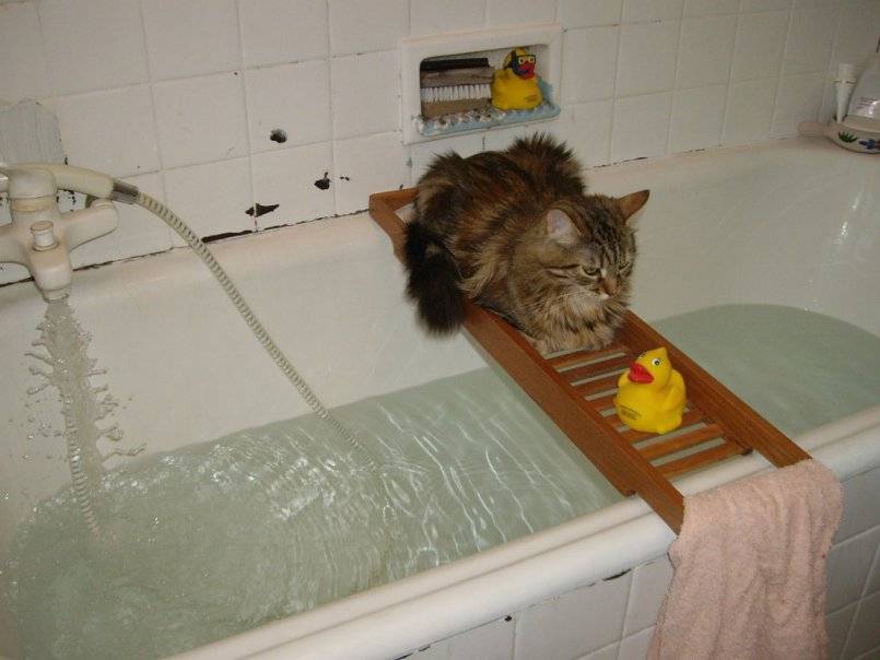 Как помыть кота: правильная организация процедуры купания (хитрости и советы для хозяев)
