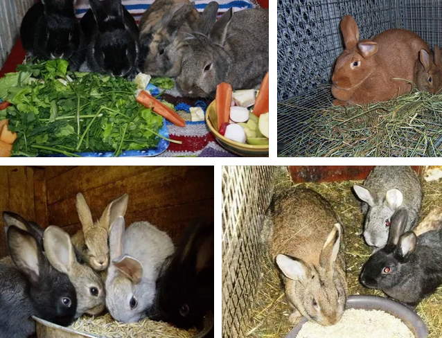 Можно ли кормить кроликов ромашкой | ваши поделки.ру