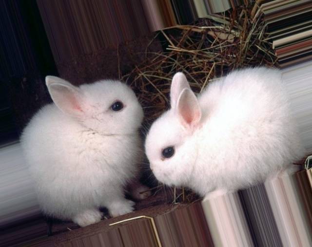 Польский кролик - маленький декоративный популярный домашний питомец