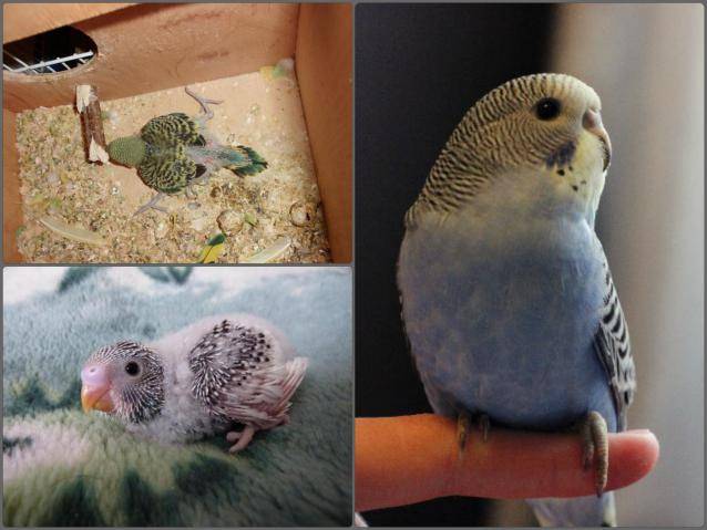Волнистому попугаю: 1 месяц, 2 месяца, развитие по месяцам.