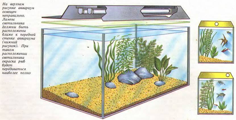 Выбираем грунт для аквариума: основные факторы, особенности, правила и советы специалистов
