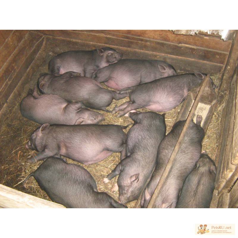 ᐉ вес вьетнамских поросят по месяцам, чем кормить свиней, когда забивать? - zooon.ru