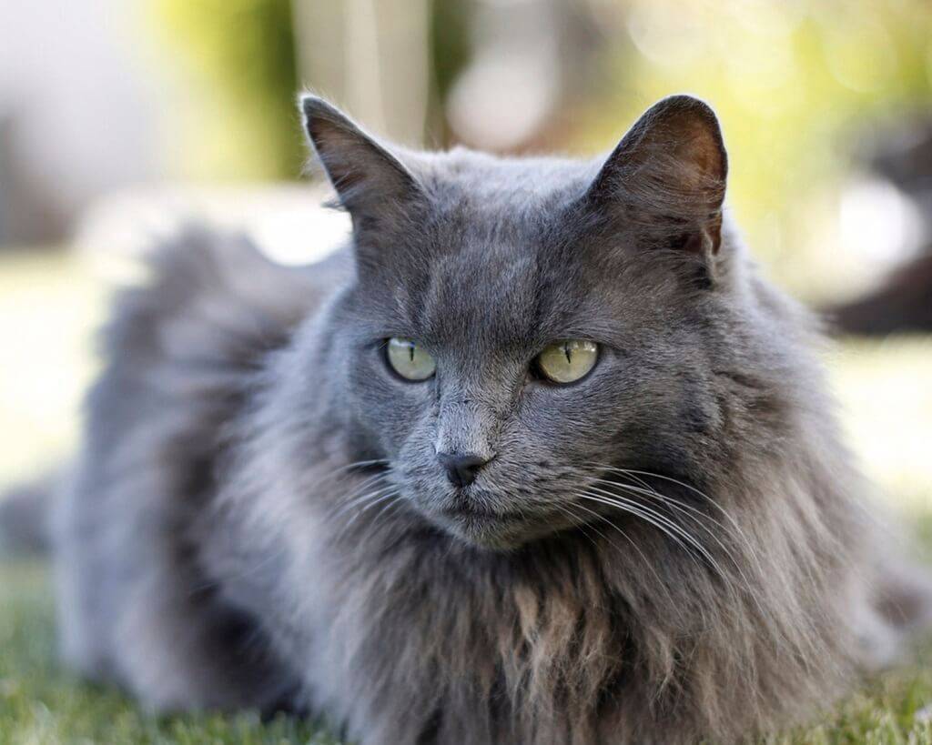 Порода кошек нибелунг – чем отличается от русской голубой кошки – внешность и характер