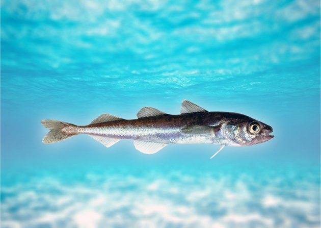 Пикша - описание рыбы, польза и вред, виды и отличия