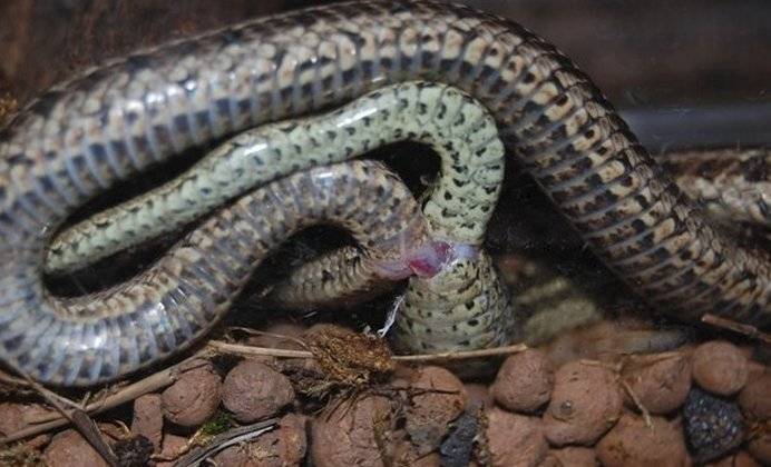Этапы спаривания змей в домашних условиях: подготовка и содержание