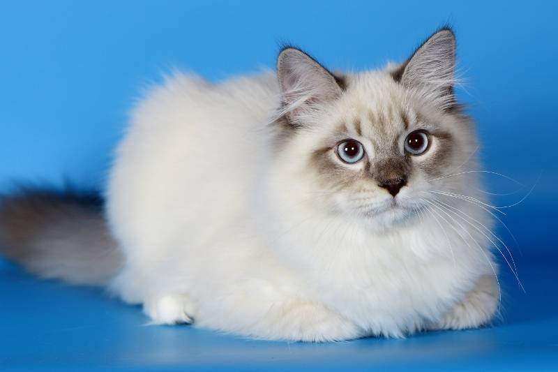 Невская маскарадная кошка: особенности ухода, фото, здоровье, цена, все о кошке