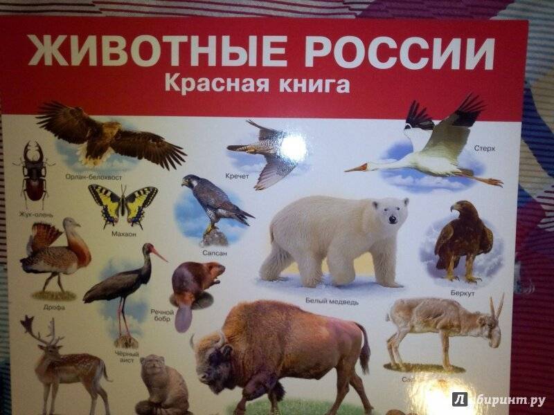 10 редчайших животных из красной книги россии :: инфониак