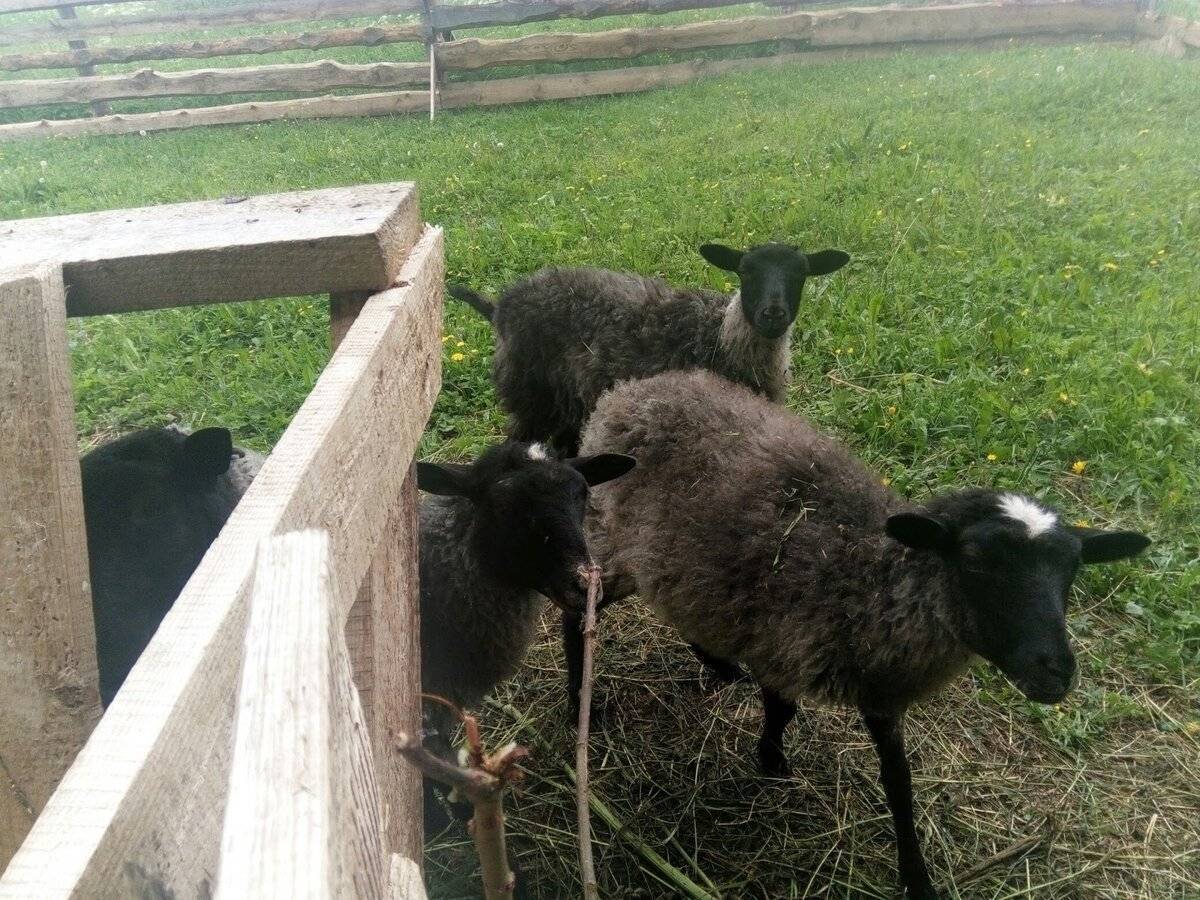 Романовские овцы: подробная информация об условиях содержания и показателях продуктивности