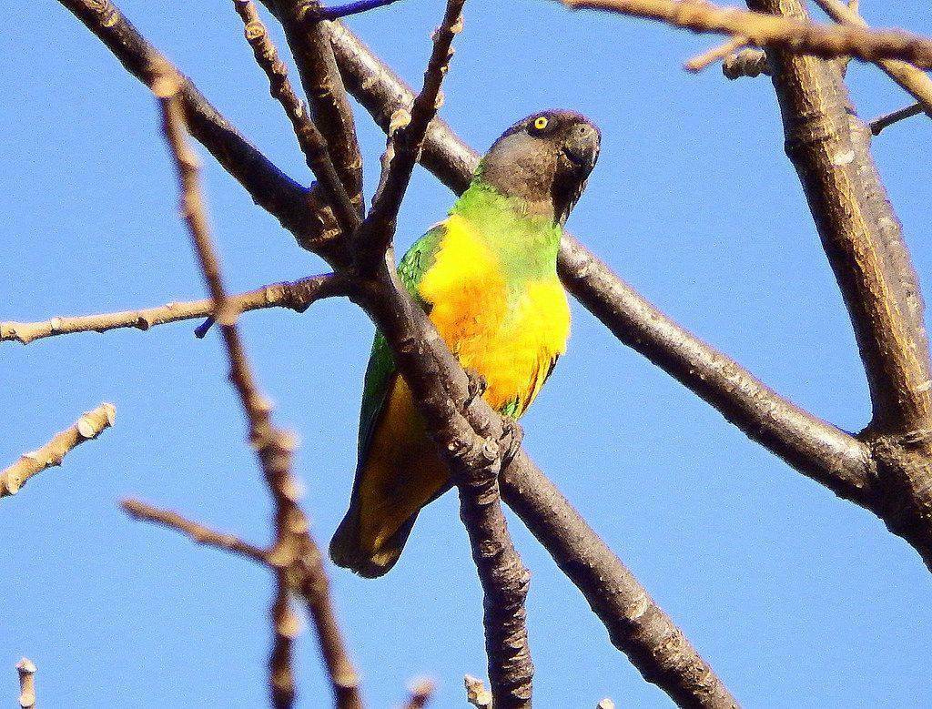 Жёлто-зелёный попугай с серой головой - сенегальский длиннокрылый