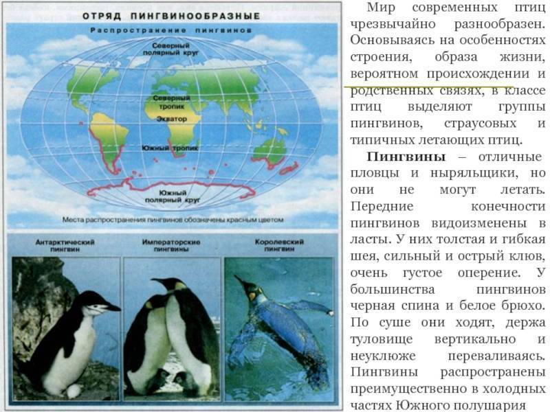 Императорский пингвин: описание, где обитают, сколько живут