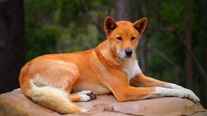 Дикая собака динго: необычная порода из австралии — bko.by — сайт о собаках и для собак