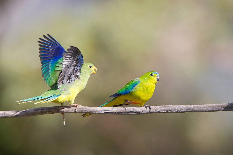 Лазурный попугай: травяной, глянцевый, золотистобрюхий