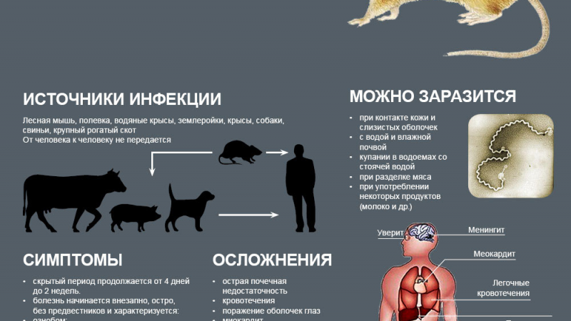 Какие  болезни и инфекции передаются грызунами (крысами и мышами)
