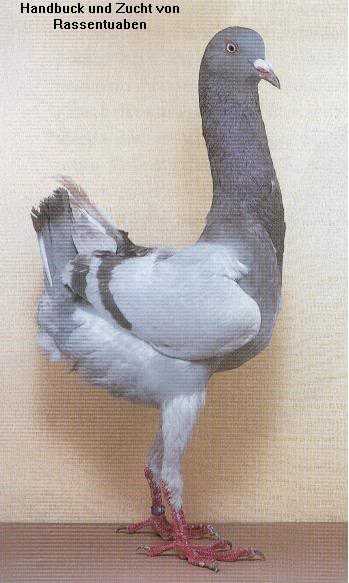 Породы мясных голубей с фото и описанием