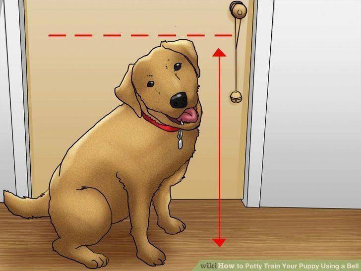 Как быстро отучить собаку гадить и писать дома