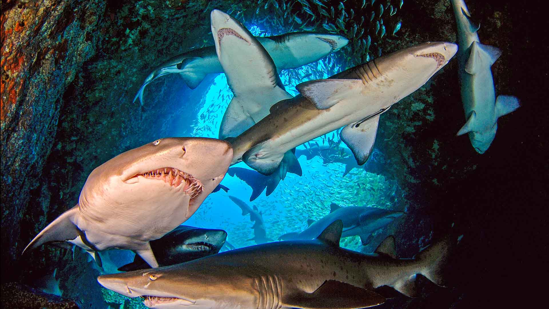 Поведение акул и профилактика нападений акул на человека