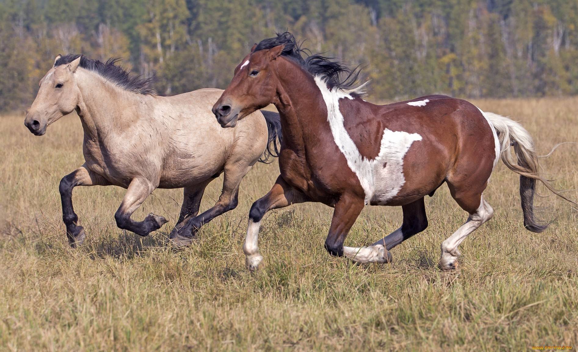 Скорость лошадей: средняя, максимальная, рекордсмены