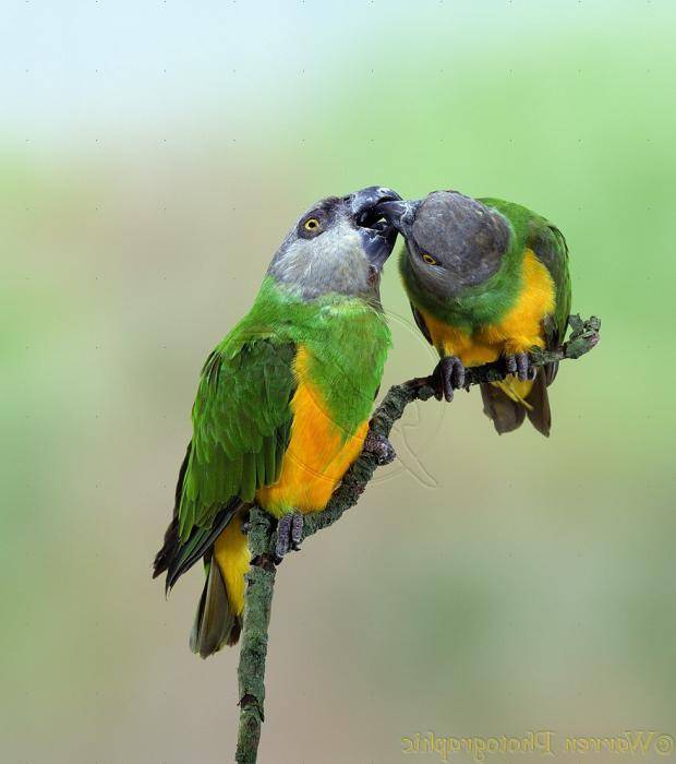 Сенегальские попугаи: особенности, правила содержания и разведения