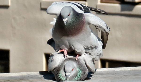Как оплодотворяются голуби: естественный и принудительный способ