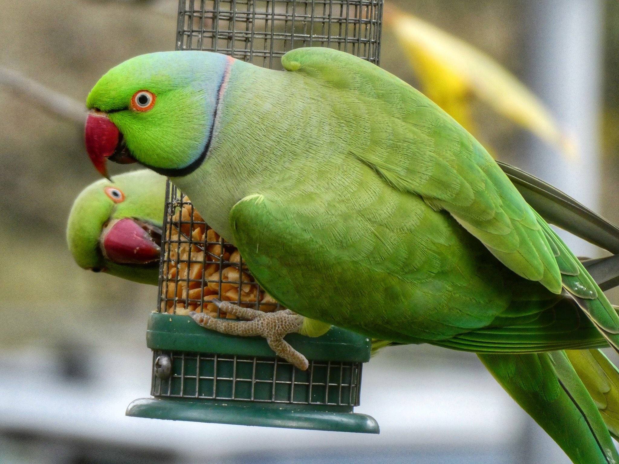 Ожереловый попугай: описание, виды, условия содержания