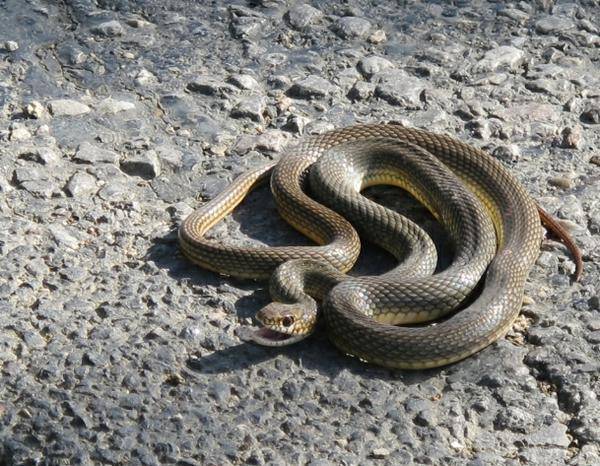 Змеи крыма: фото, виды, описание - рептилии