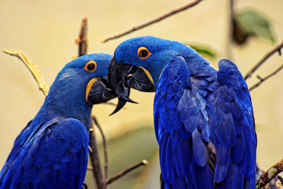 Голубой ара | описание и характеристики, фото