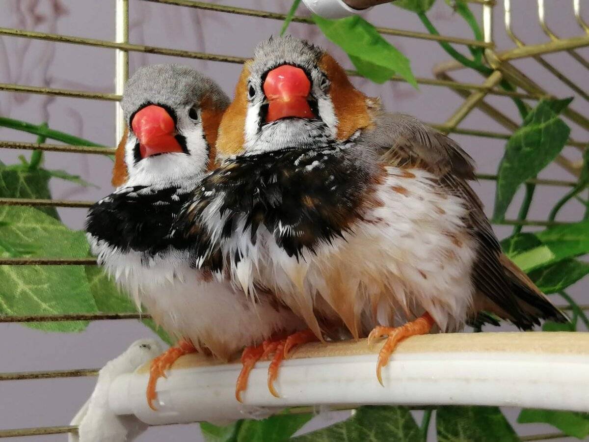 Красочные птички амадины: описание, содержание и разведение