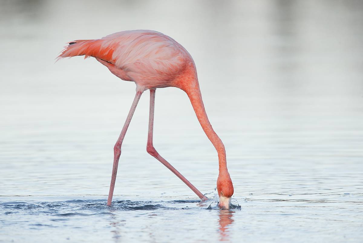 Розовый фламинго: описание вида, питание и размножение птиц