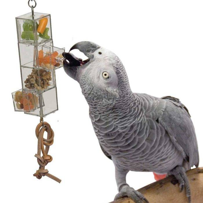 Жако попугай, фото, содержание, серый жако