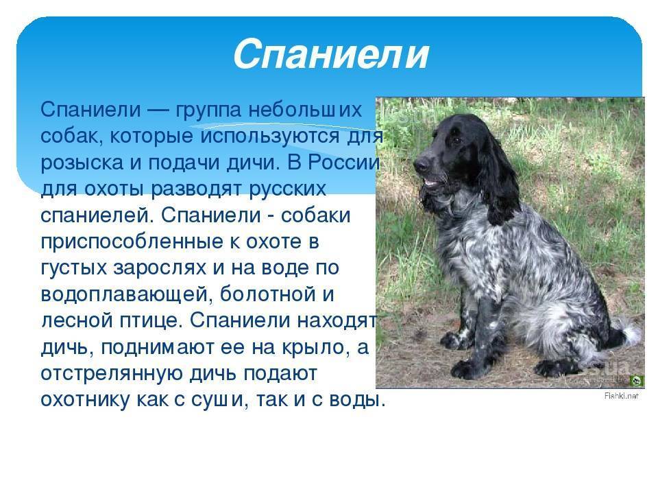 Русский охотничий спаниель: фото и описание породы собак
русский охотничий спаниель: фото и описание породы собак