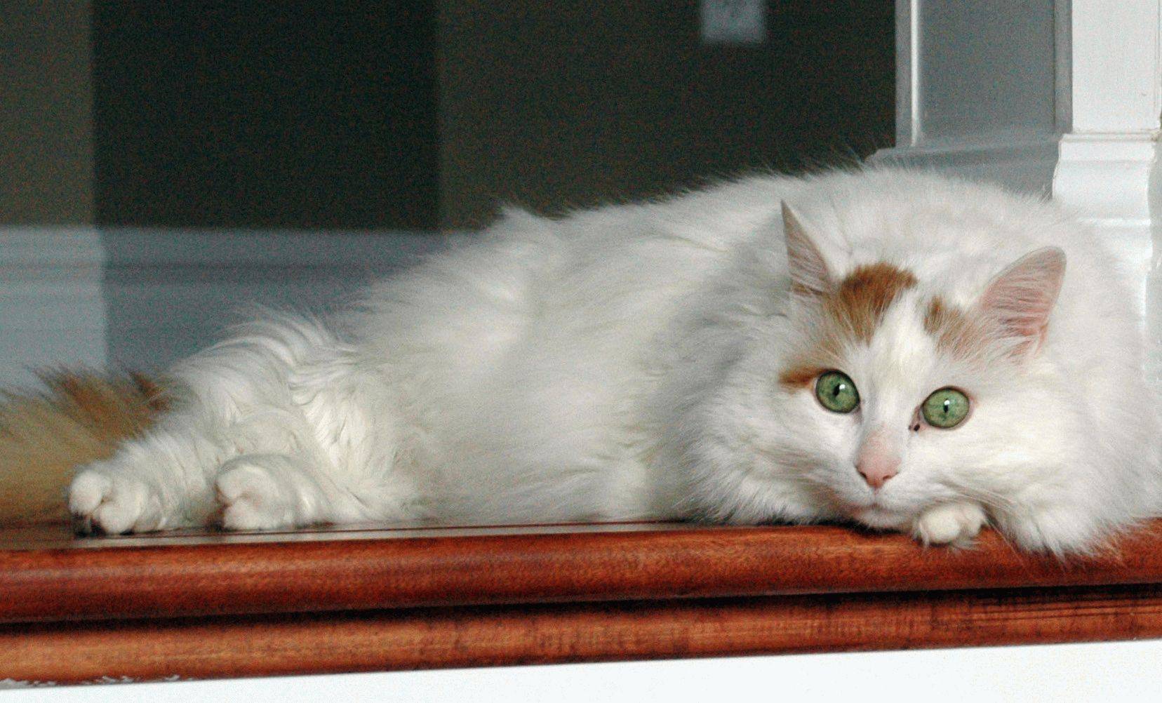 Турецкий ван и турецкая ангора – в чем отличие? характеристика и описание породы турецкий ванн (ванская кошка) +видео